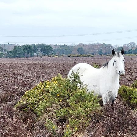 In The Heart Of The New Forest Fordingbridge Exterior foto