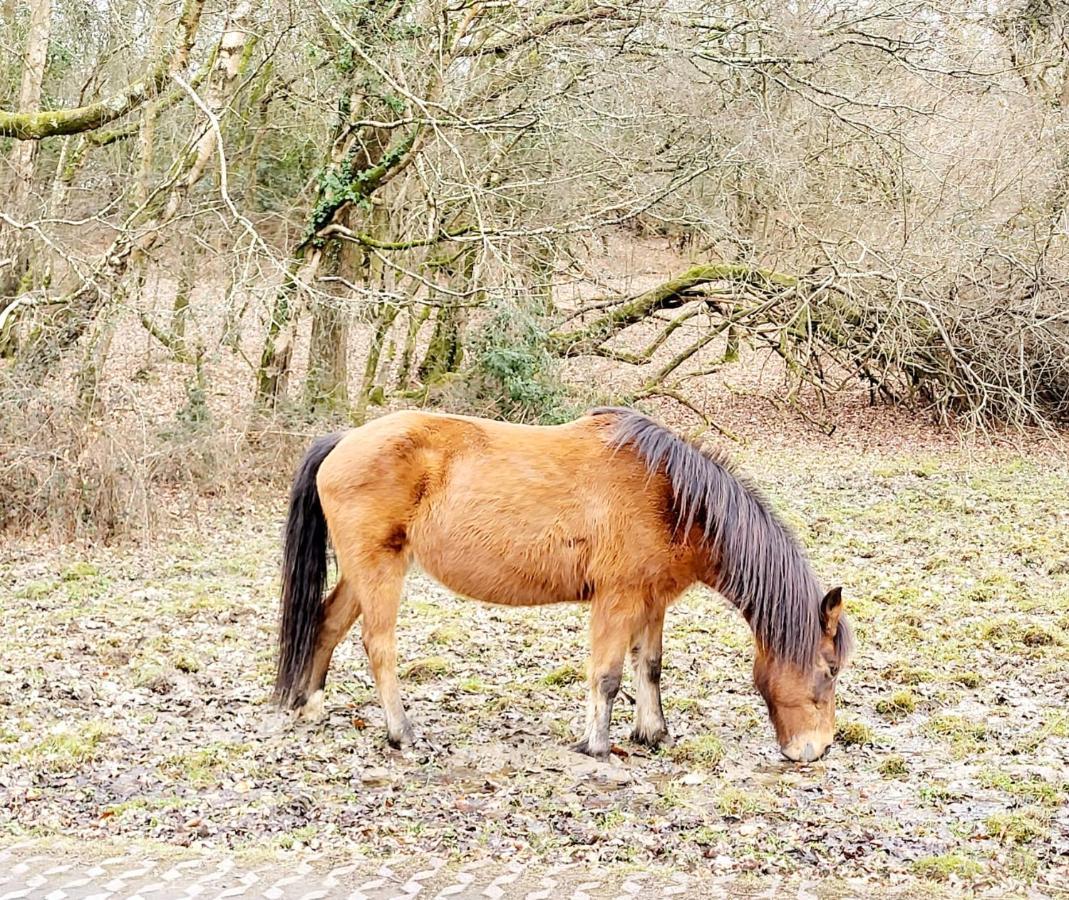 In The Heart Of The New Forest Fordingbridge Exterior foto