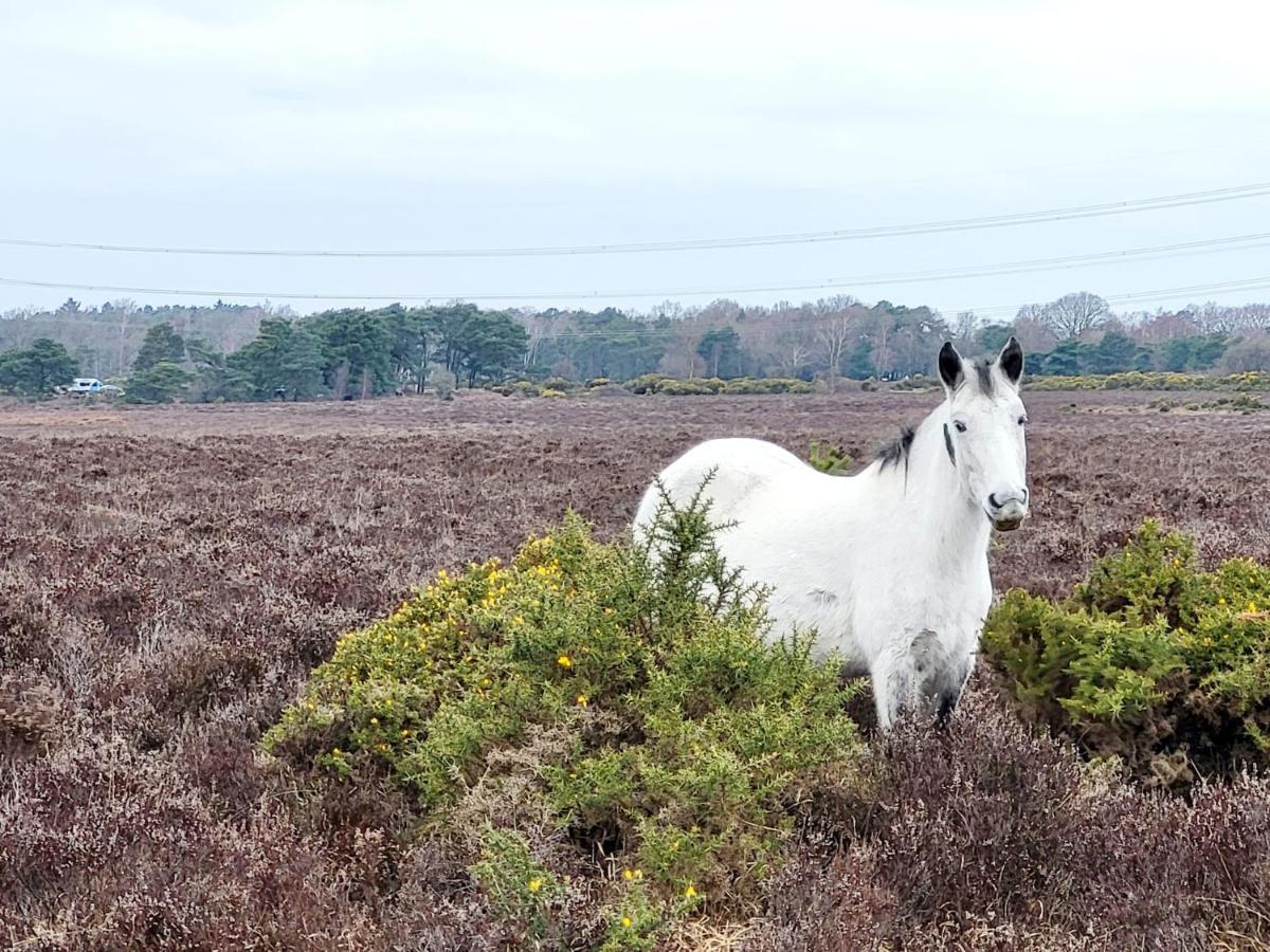 In The Heart Of The New Forest Fordingbridge Exterior foto